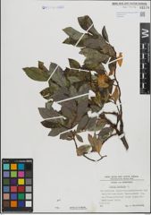 Foto von Salix hastata L.